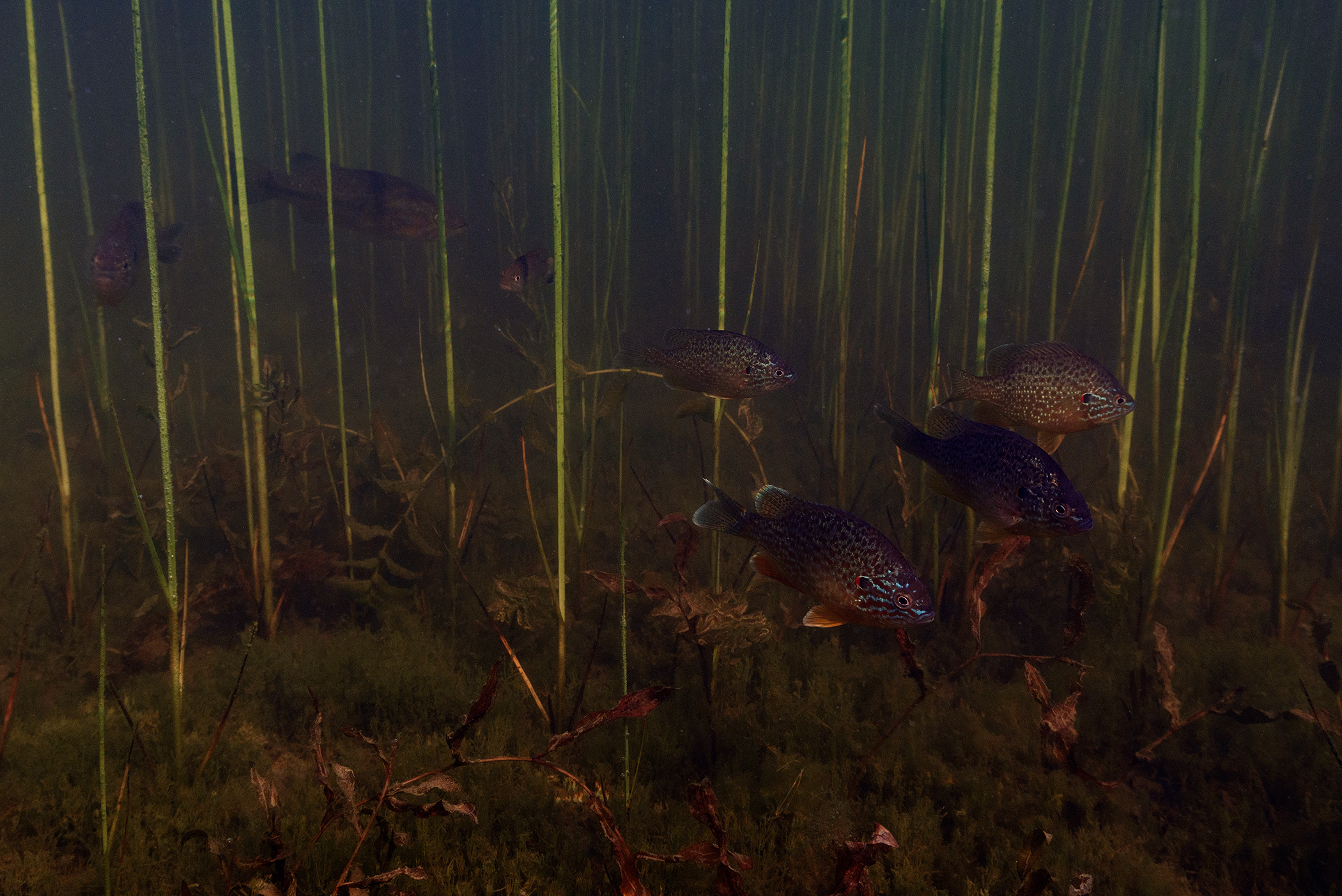 Underwater photo of reeds, seaweed and fish.