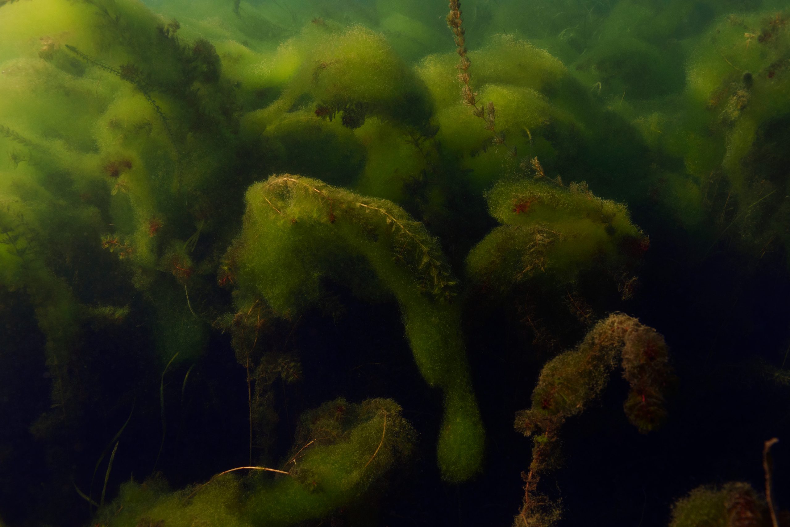 Underwater of green, brown and red bulbous looking plants.