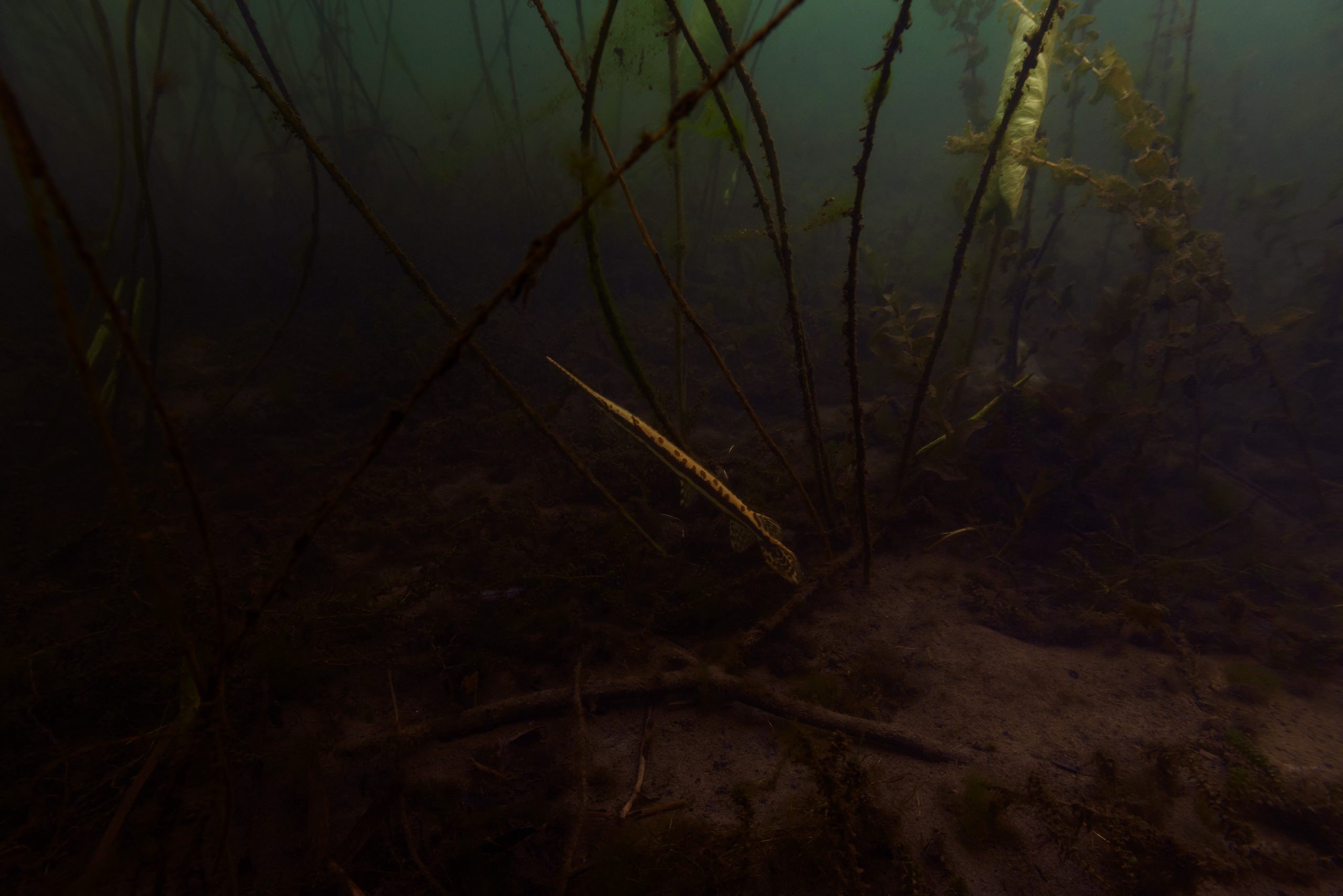 Underwater photo of sticks, soil, fish and seaweed.